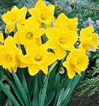 Daffodils